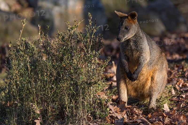 One swamp wallaby (Wallabia bicolor) next to a bush in early morning light