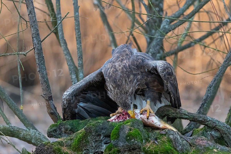 One white-tailed eagle (Haliaeetus albicilla) sitting on a small hammock feeding on a common carp. Fall foliage in late light in the background
