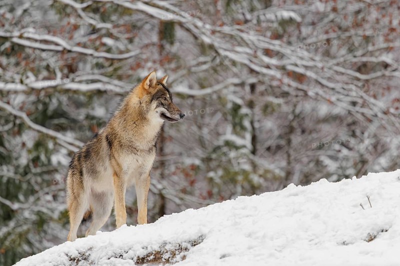 A young grey wolf (Canis lupus lupus) stands on a sloping, snow-covered meadow on a cold, cloudy day. A forest can be seen in the background