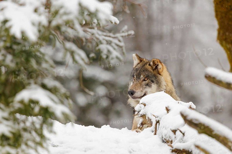 An adult male grey wolf (Canis lupus lupus) rests in the thicket of a sloping, snow-covered forest edge on a cold, cloudy day