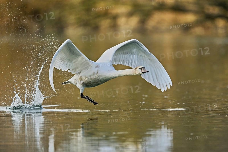 Mute swan (Cygnus olor), taking off from the water, Flachsee, nature reserve, Reusstal, Canton Aargau, Switzerland, Europe