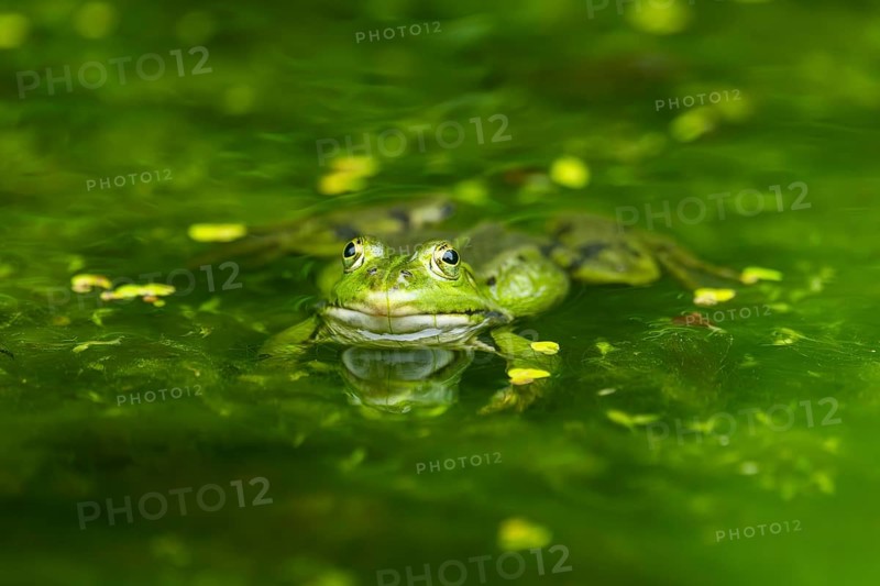 Edible frog (Pelophylax esculentus) in a little lake in the water, Bavaria, Germany, Europe