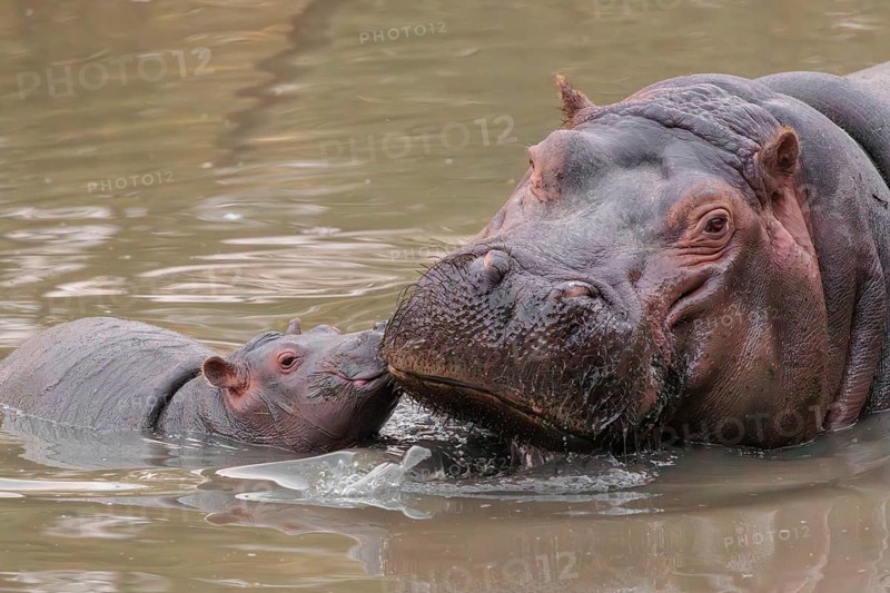 A baby hippopotamus (Hippopotamus amphibius) and its mother resting in a river