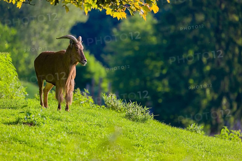 One Barbary sheep (Ammotragus lervia) stands on green hilly ground on a sunny day. Some trees stand in the background