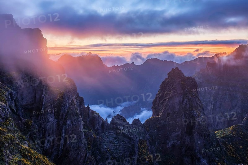 Mountains on sunset covered in fog and clouds with blooming Cytisus shrubs. Near Pico de Arieiro, Madeira island, Portugal, Europe