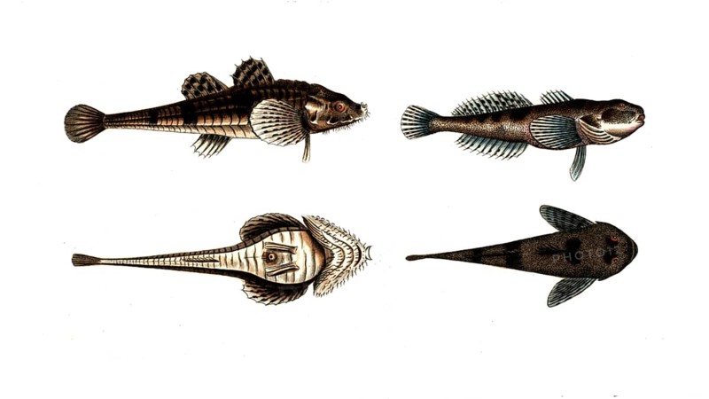 Fish, fish, left: Fish genus from the bullhead family, Cottus cataphractus, Der Steinpicker, The Armed Bullhead. right: Fish genus from the bullhead family, Cottus Gobio, der Kaulkopf, the River Bullhead, Historic, digitally restored reproduction from a 19th century original, Record date not stated