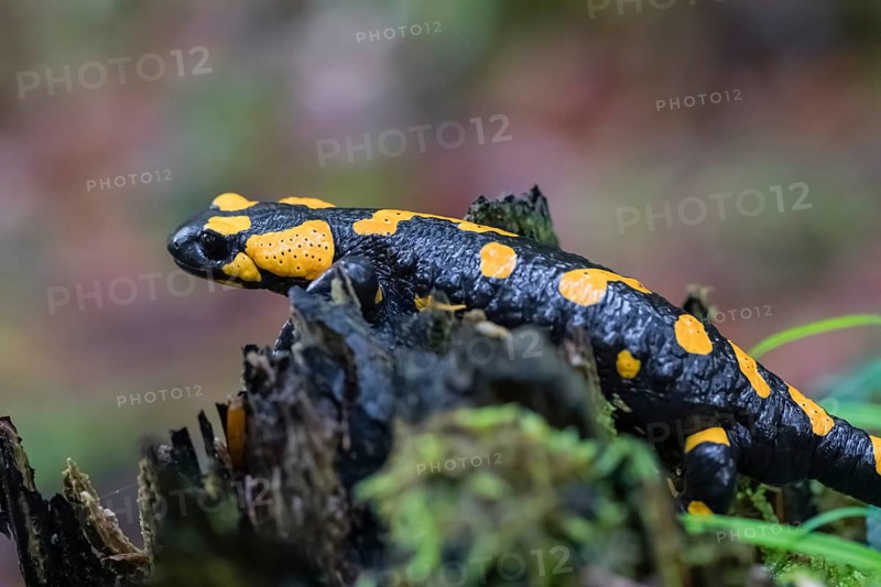 One fire salamander (Salamandra salamandra) rests on a tree stump on a rainy day. IUCN conservation status is Near Threatened