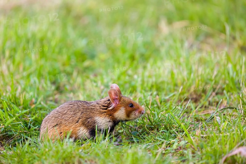 A European hamster (Cricetus cricetus), Eurasian hamster, black-bellied hamster or common hamster, searches for food on fresh green grass