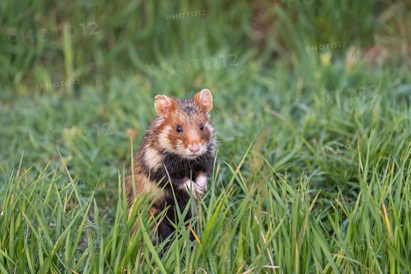 One European hamster (Cricetus cricetus), Eurasian hamster, black-bellied hamster or common hamster, standing tall in high grass, watching his surrounding for enemies and other hamsters