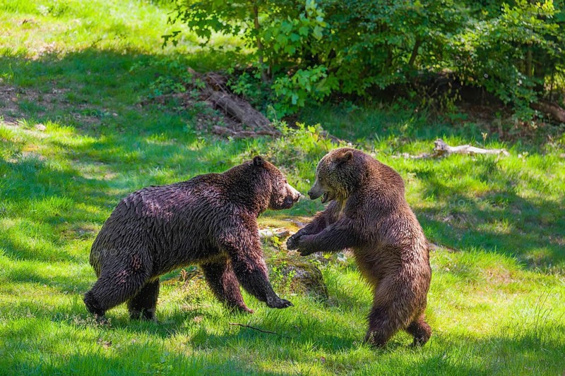 A Eurasian brown bear (Ursus arctos arctos) sow fighting with a big male
