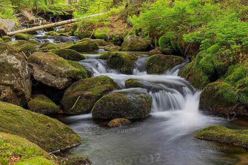 Kleine Ohe creek below Waldhaeuser village in the Bavarian Forest Nationalpark. Flowing water, little cascades, mossy stones and fresh green vegetation