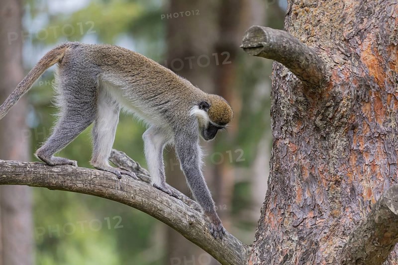 One grivet (Chlorocebus aethiops) sitting on the branch of a tree. Green vegetation in the background
