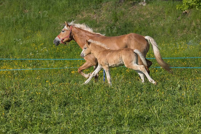 Haflinger horse, mare with foal running over a green meadow. Hafling village, South Tyrol