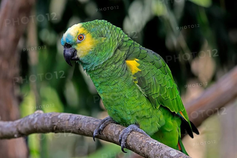 Yellow-headed Amazon (Amazona oratrix), adult, on wait, on tree, Central America, Central America