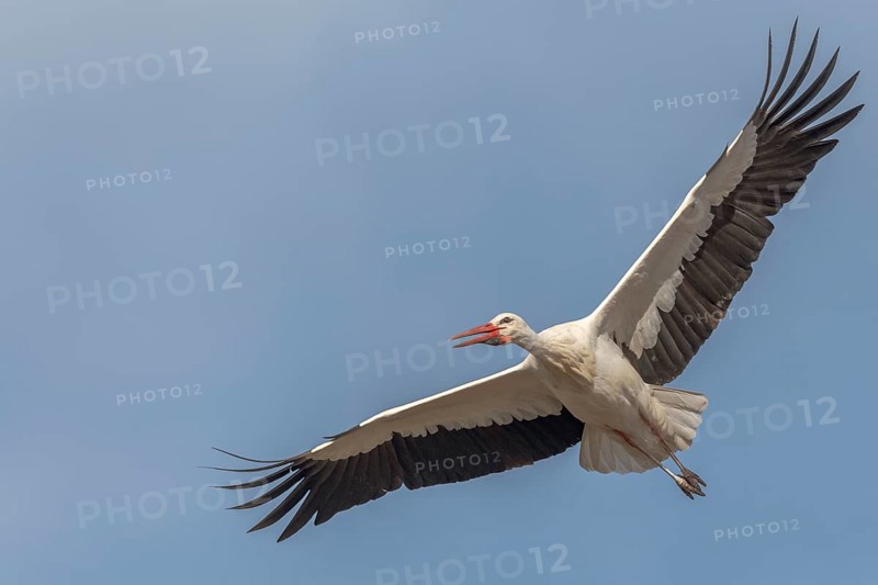 White stork (Ciconia ciconia) in flight during the nesting season in a village. Lower Rhine, Alsace, France, Europe