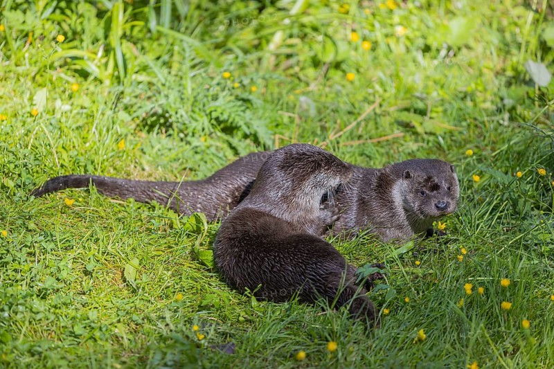 Two Eurasian otter (Lutra lutra), playing in green vegetation. Some yellow flowers (Ranunculus) around