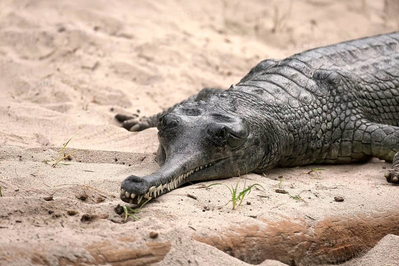 Ganges gavial (Gavialis gangeticus), gharial, true gavial, adult, on land, captive, endangered species, India, Nepal, Asia