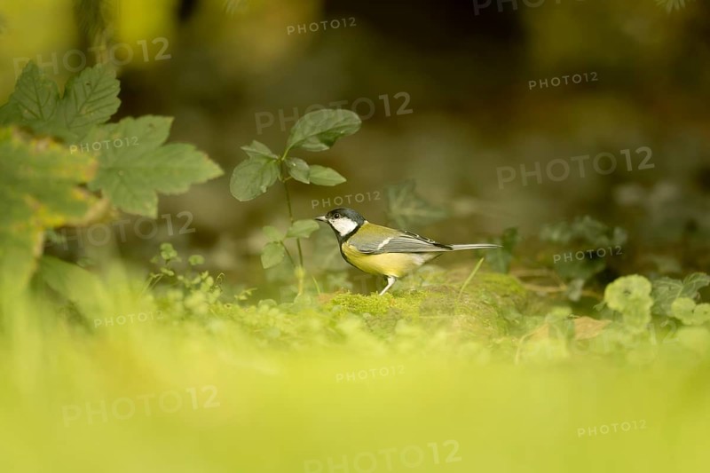 Great tit (Parus major) looking for food in the meadow, looking to the front left, standing on moss, profile view, surrounded by leaves and ivy, foreground blurred green, background a blurred tree trunk, Dortmund, North Rhine-Westphalia, Germany, Europe