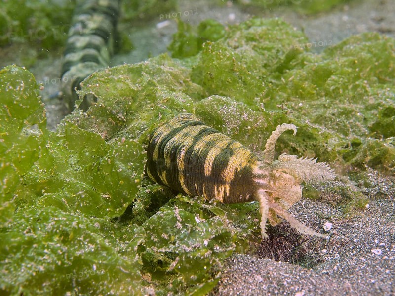 Feather mouth sea cucumber (Synapta maculata) with stripe pattern amidst green algae on sandy bottom, dive site Secret Bay, Gilimanuk, Bali, Indonesia, Asia