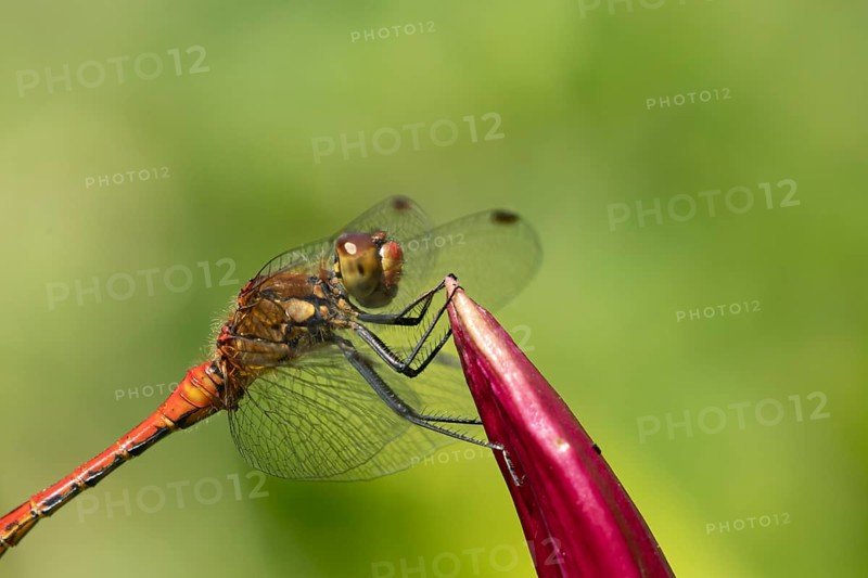 Ruddy darter dragonfly (Sympetrum sanguineum) adult male insect resting on a garden lily flower, England, United Kingdom, Europe