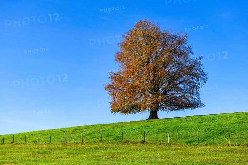 A single tree with autumn leaves stands on a green meadow under a clear blue sky, copper beech (Fagus sylvatica) in autumn, Rieden am Forggensee, Ostallgäu, Allgäu, Swabia, Bavaria, Germany, Europe