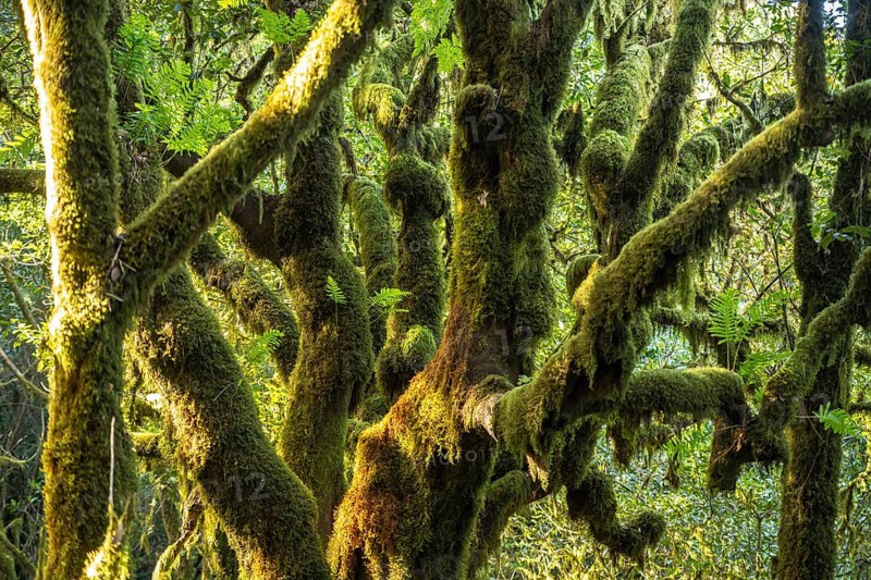 Forest in Garajonay National Park, UNESCO World Heritage Site on the island of La Gomera, Canary Islands, Spain, Europe