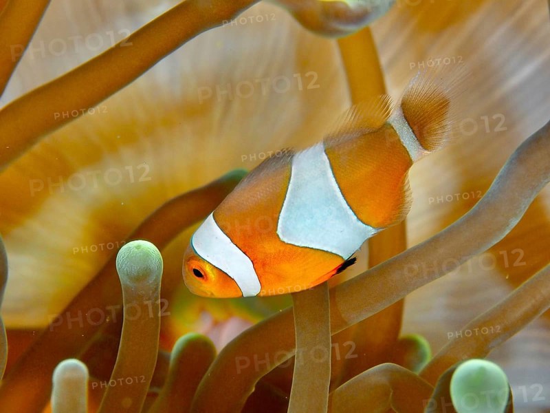 An Ocellaris Clownfish (Amphiprion ocellaris), Nemo, swimming through the long arms of a sea anemone, dive site Spice Reef, Penyapangan, Bali, Indonesia, Asia