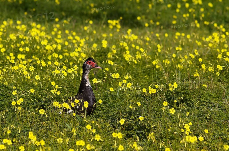 Muscovy duck (Cairina moschata) in meadow, Bermuda buttercup (Oxalis pes-caprae), also known as low wood sorrel, Santa Maria del Camí, Calvià, Majorca, Balearic Islands, Balearic Islands, Spain, Europe