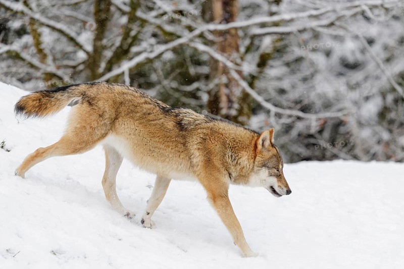 A young grey wolf (Canis lupus lupus) runs across the sloping, snow-covered meadow at the edge of a forest on a cold, cloudy day