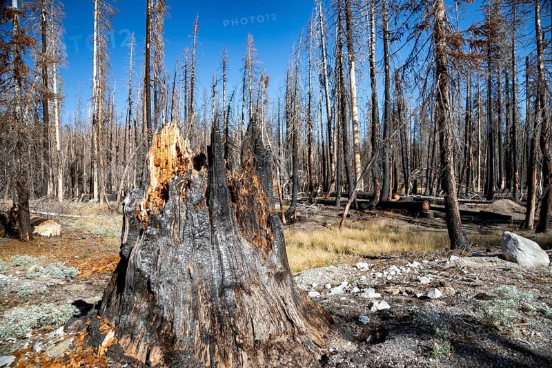 Mineral, California - Burned trees in Lassen Volcanic National Park. The 2021 Dixie Fire burned large sections of the park