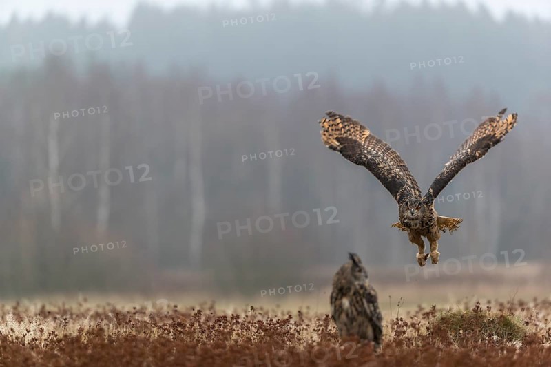 One female Eurasian Eagle Owl, Bubo bubo, sitting on a meadow and a male Eagle Owl flying over it. Slight fog around. A forest in the background