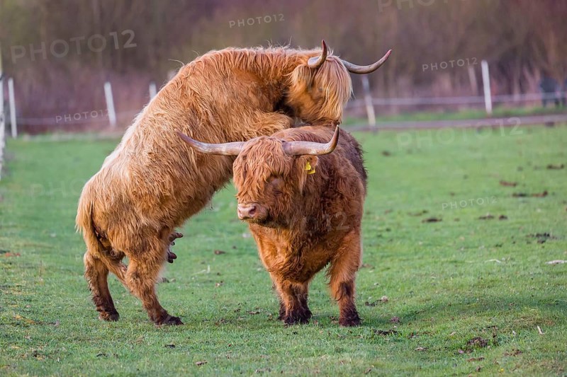 A Highland Cow (Bos (primigenius) in heat mounts a bull