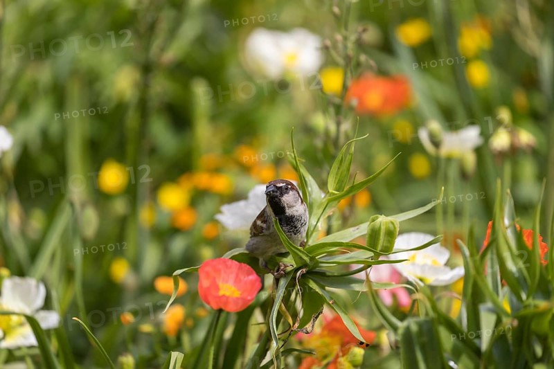 One male house sparrow (Passer domesticus) collecting insects in a flowering field of poppy (Papaver spec.) during breeding time