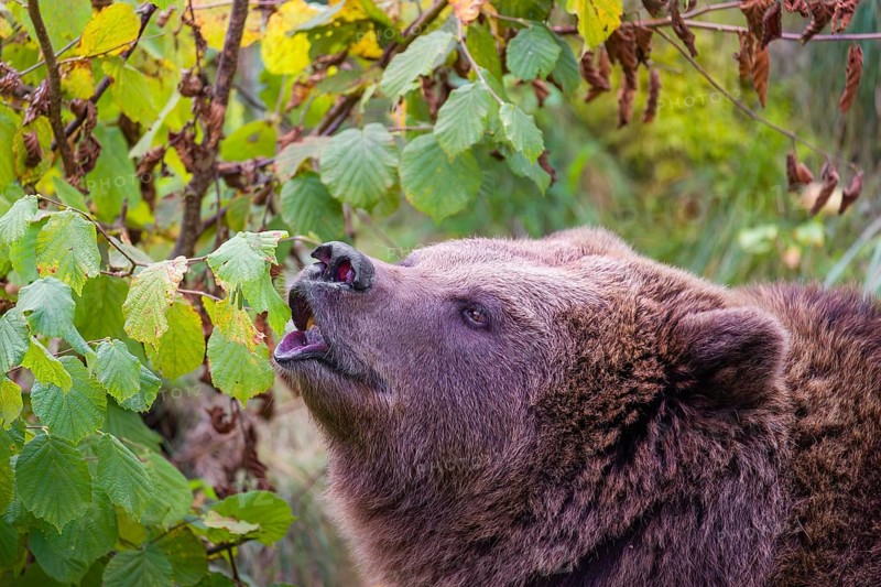 An adult female brown bear (Ursus arctos arctos) eating leaves from a birch tree