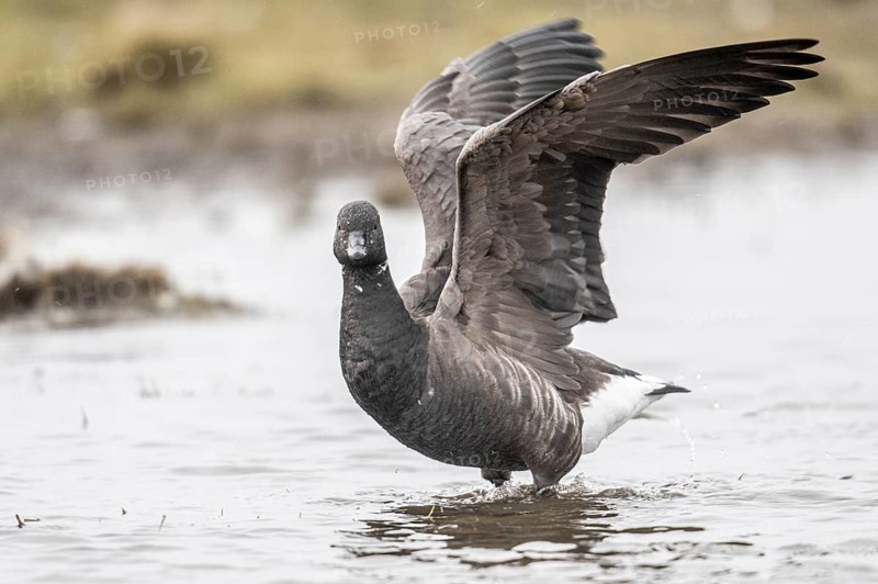 Brent goose (Branta bernicla), Amrum, Schleswig-Holstein, Germany, Europe