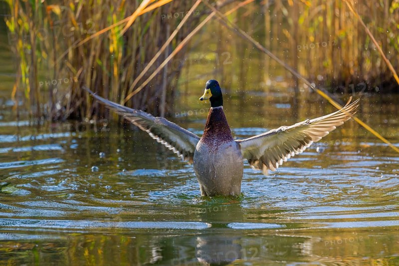 A male mallard or wild duck (Anas platyrhynchos) bathes in a pond, flapping its wings