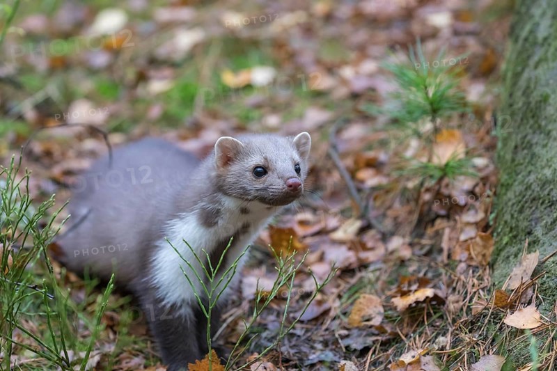 One beech marten (Martes foina) running thru a forest of pines. Trees and undergrowth around