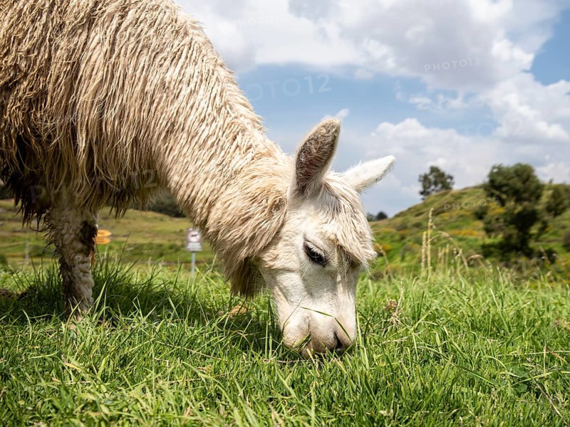 Llama (Lama glama), Sacsayhuaman, Cusco, Peru, South America
