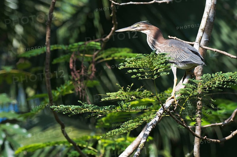Mangrove heron (Butorides striata), juvenile, Tortuguero National Park, Costa Rica, Central America