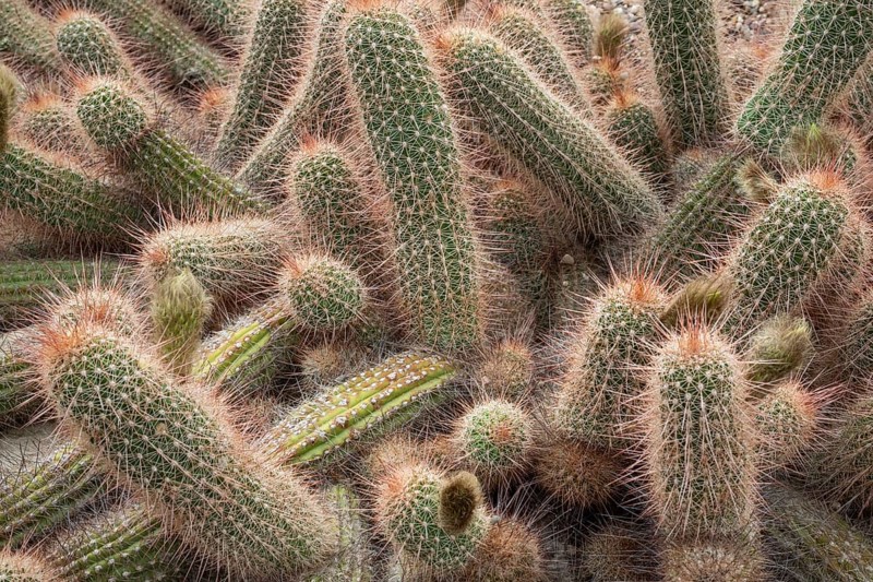 Close-up of the spiny surface of cacti, Echinopsis, Princess of Wales Conservatory, Royal Botanic Gardens (Kew Gardens), UNESCO World Heritage Site, Kew, Greater London, England, United Kingdom, Europe