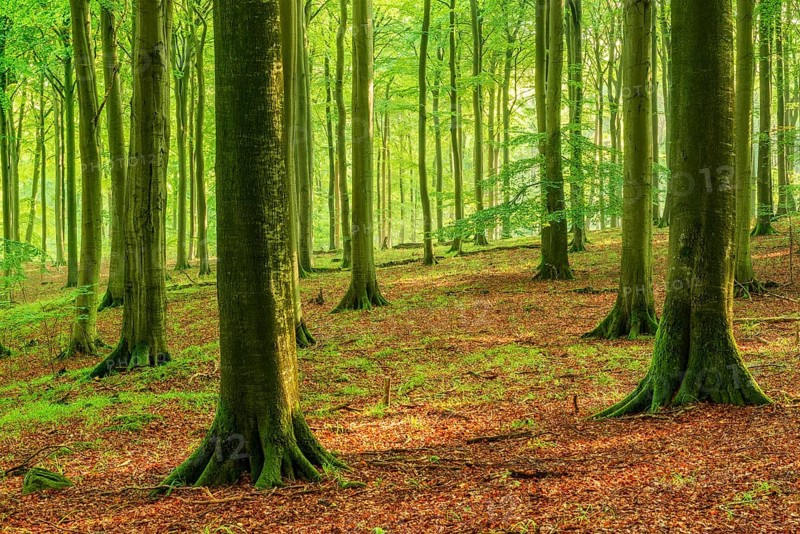 Near-natural old beech forest (Fagus sp.), Stubnitz forest area, Jasmund National Park, Rügen Island, Mecklenburg-Western Pomerania, Germany, Europe