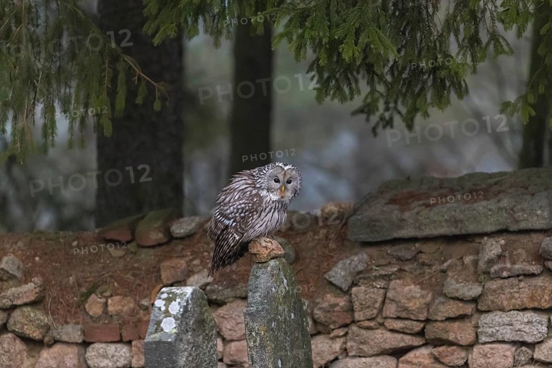 One Ural owl (Strix uralensis) sitting on a old jewish gravestone with a natural stone masonry and some trees in the background