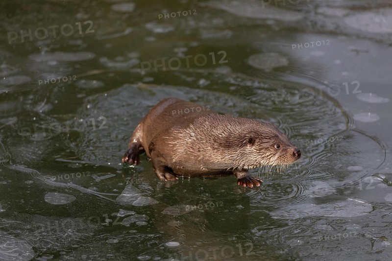 One Eurasian otter (Lutra lutra), emerging between the ice in a frozen river