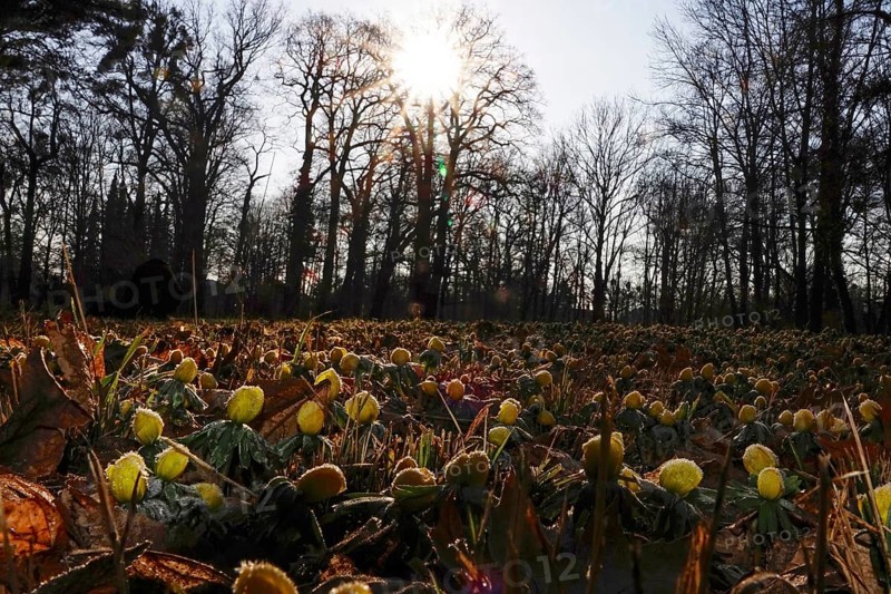 Winter aconites in a meadow, winter, Germany, Europe