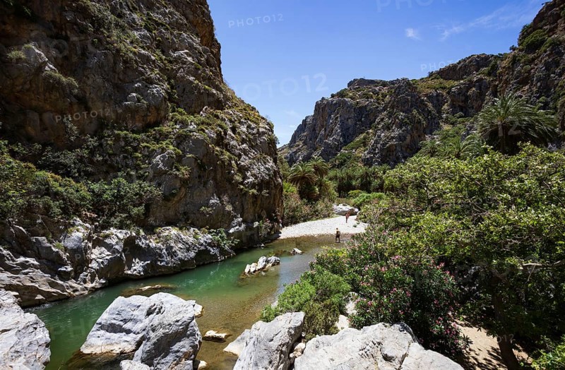 Palm grove in the Kourtaliatiko Gorge, Preveli Beach, south coast, Crete, Greece, Europe