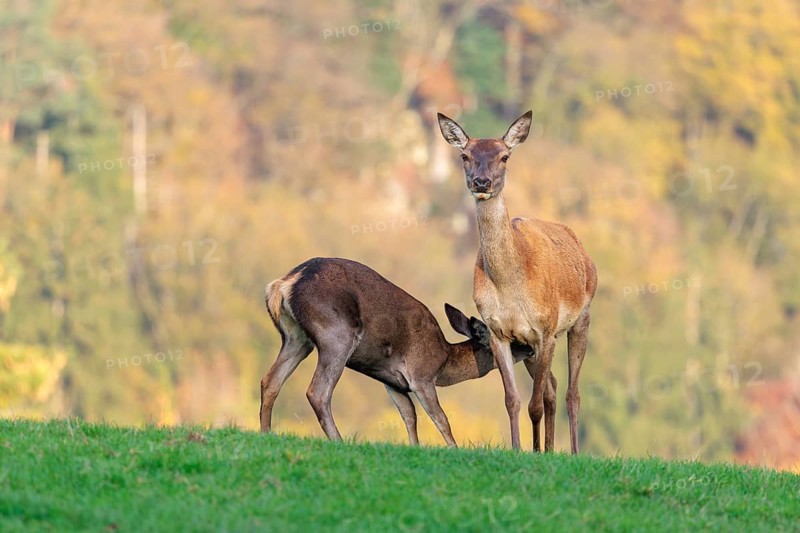 An adult red deer hind (Cervus elaphus) nurses her calf in a meadow in the beautiful morning light. A forest with autumn leaves can be seen in the background