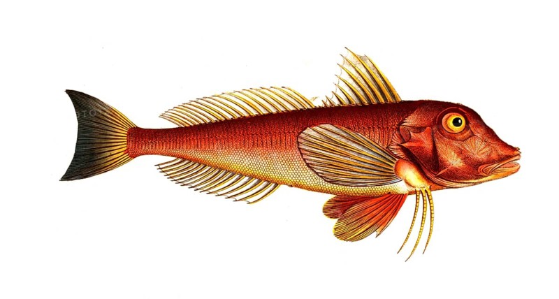 Fish, Fish, Fish species from the subfamily of the Tub gurnards, Trigla pini, Pine-bough, Historical, digitally restored reproduction from a 19th century original, Record date not stated