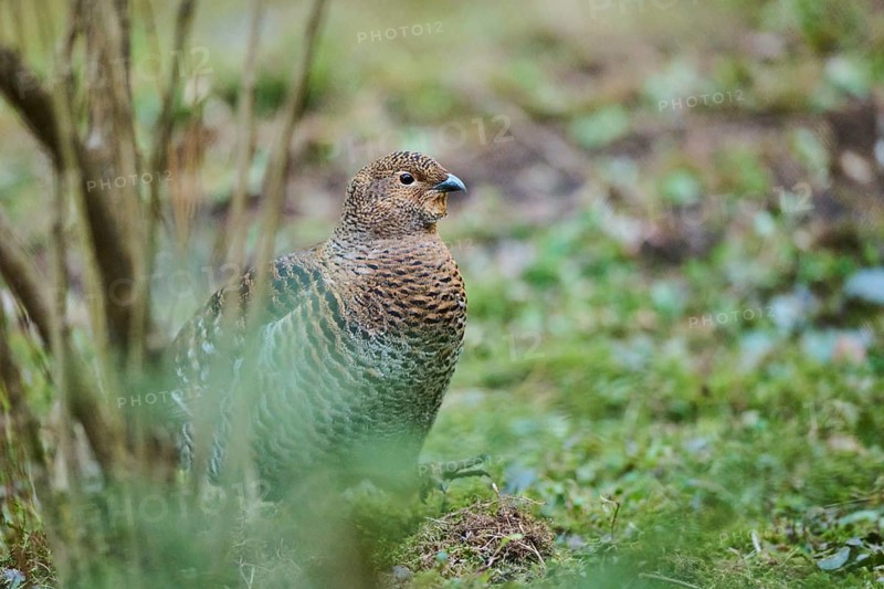 Eurasian black grouse (Lyrurus tetrix) female (hen) standing on the ground at the edge of a foest, Bavaria, Germany, Europe