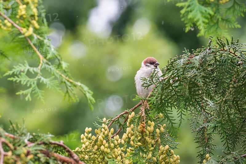 House sparrow (Passer domesticus), house sparrow, sparrow, male sitting on a green branch in light rain, Thuja occidentalis with yellow-green fresh cones, fruits, seeds, surrounded by green, blurred background with bokeh, summer, village, rural, garden, Potsdam, Land Brandenburg, Germany, Europe