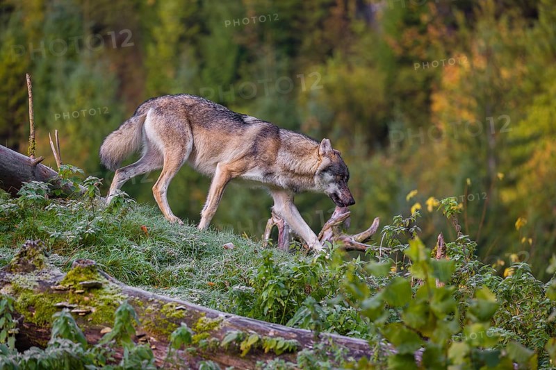 A Eurasian gray wolf (Canis lupus lupus) runs down a hill on a lying tree trunk. Early morning light on a frosty day. In the background you can see a forest in the fall foliage